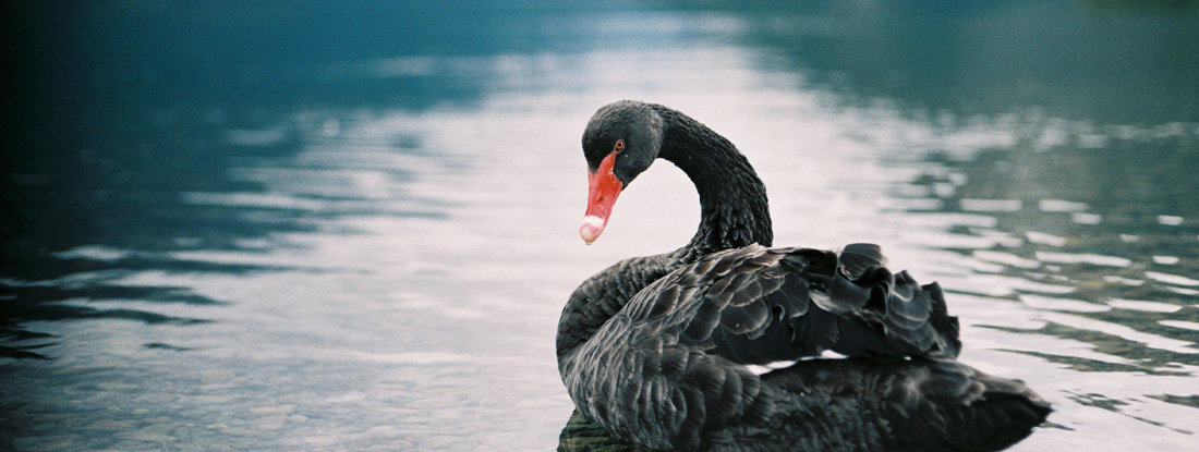 Black swan on a lake