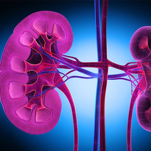 graphical representation of a kidney