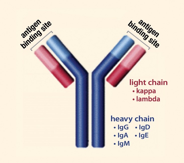 structure of immunoglobulin