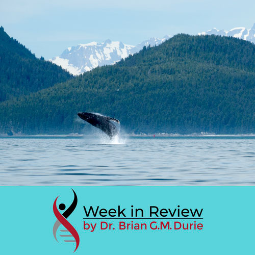 humpback whale breaching glacier bay, alaska - sq