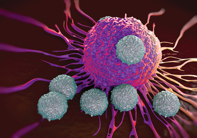 Car t cells attach to multiple myeloma cells.