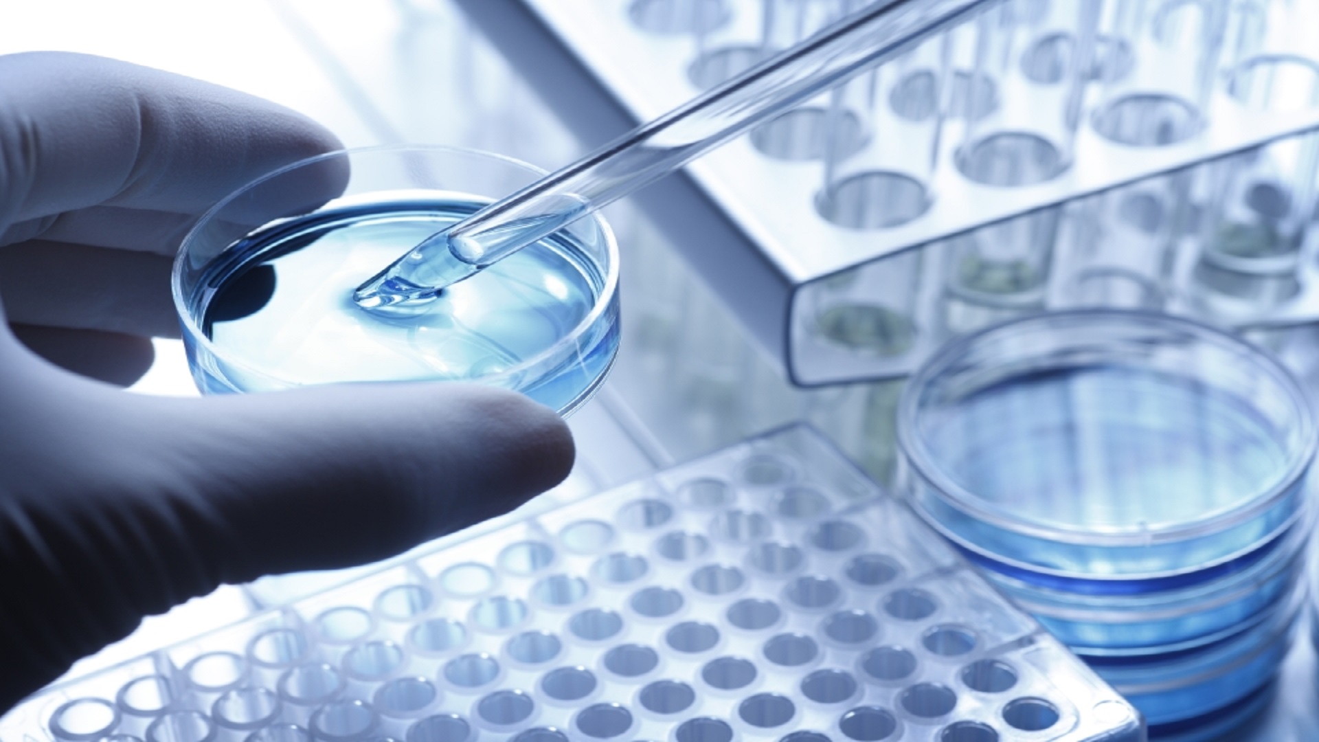 pipette and petri dish