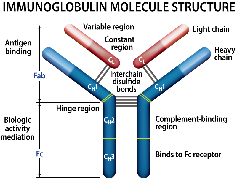 Immunoglobulin A High