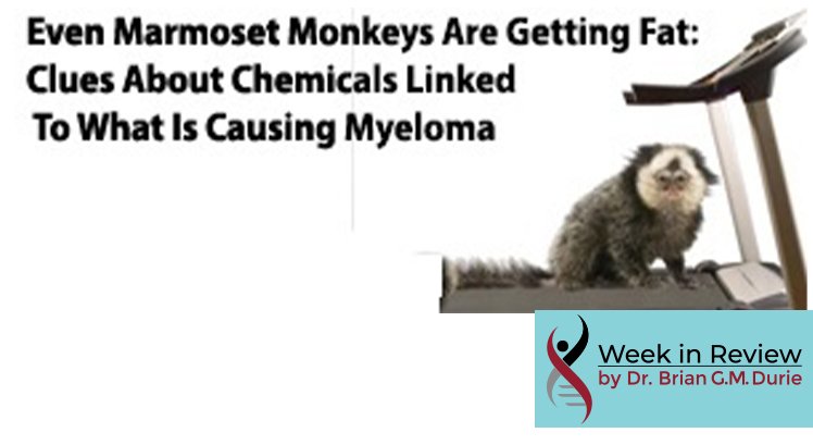 Even Marmoset Monkeys Are Getting Fat: Clues About Chemicals Linked To What Is Causing Myeloma text overlay on image of marmoset monkey on a treadmill