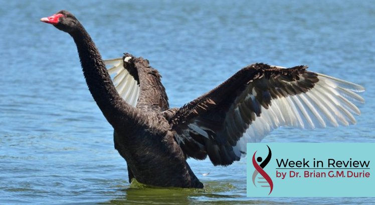 Black Swan taking flight off a lake