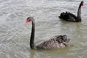 Two black swans on water