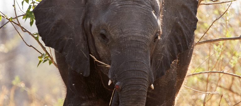 Elephant head facing forward