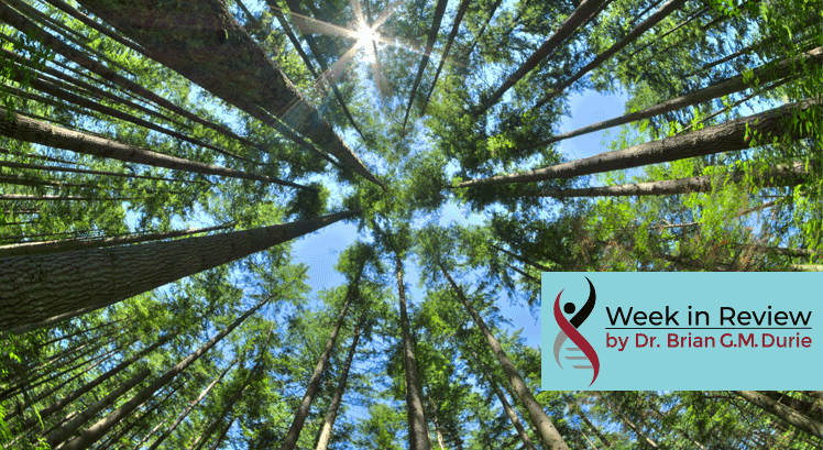 image of trees in a forest