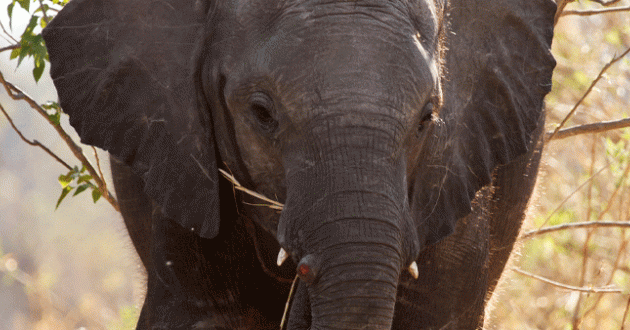 Elephant head facing forward