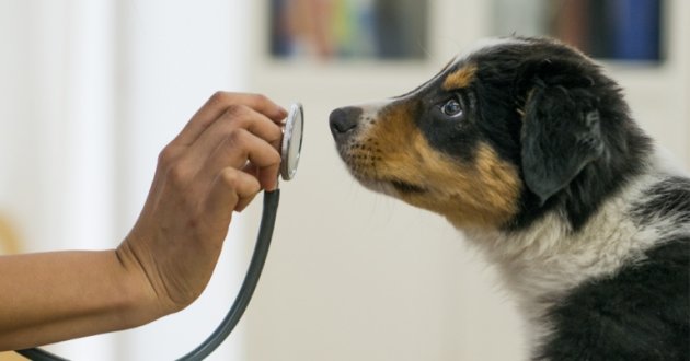 dog sniffing a stethoscope in a human's hand