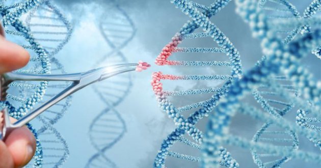 researcher manipulates an graphic of dna
