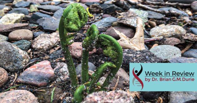 seedling sprouting in a stony creek bed