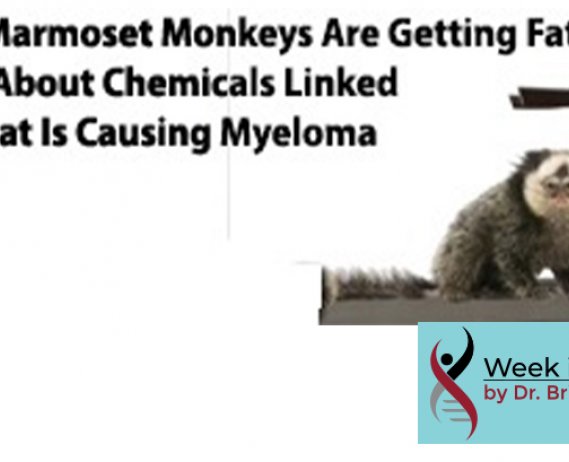 Even Marmoset Monkeys Are Getting Fat: Clues About Chemicals Linked To What Is Causing Myeloma text overlay on image of marmoset monkey on a treadmill