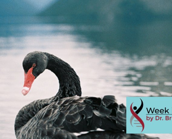 Black Swan on a lake with mountains in the distance