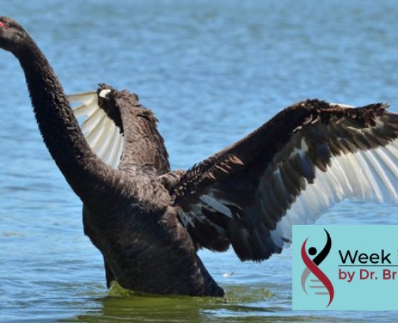 Black Swan taking flight off a lake