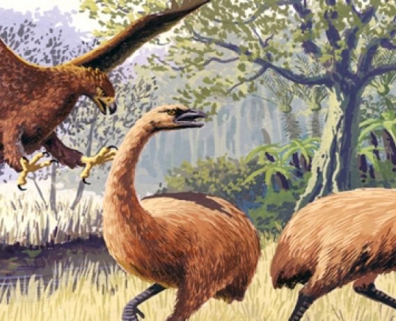 giant hass eagle and bush moa birds