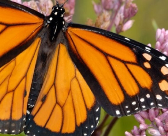 monarch butterflies