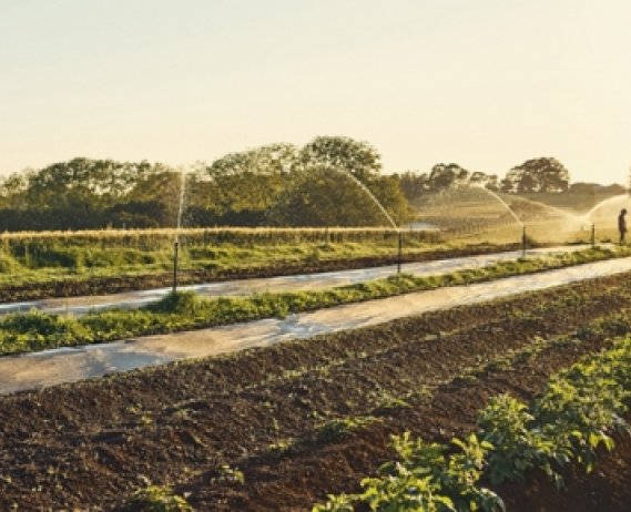 field of crops