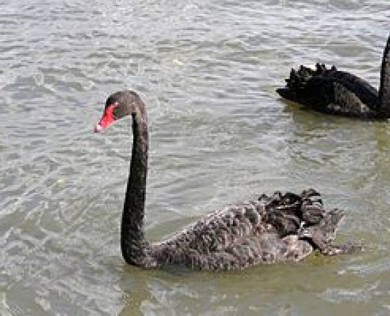 Two black swans on water