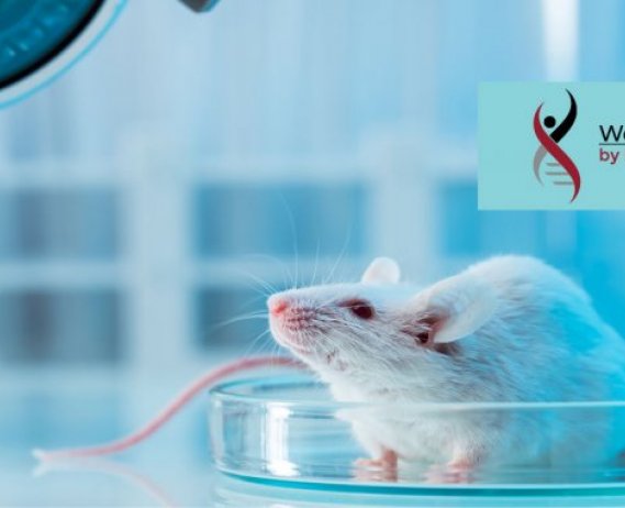 Blog image mice in a laboratory setting