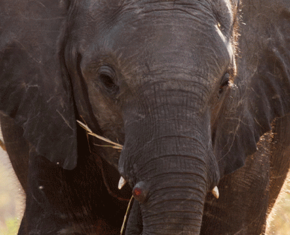 Elephant head facing forward