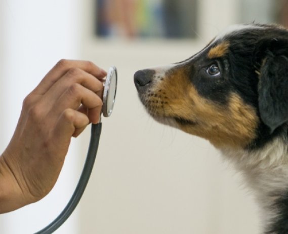 dog sniffing a stethoscope in a human's hand