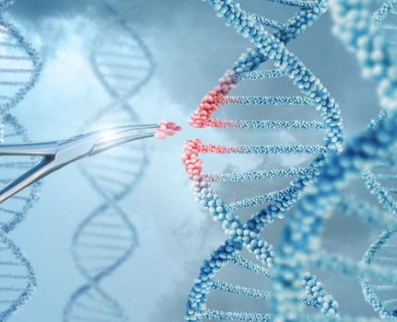 researcher manipulates an graphic of dna