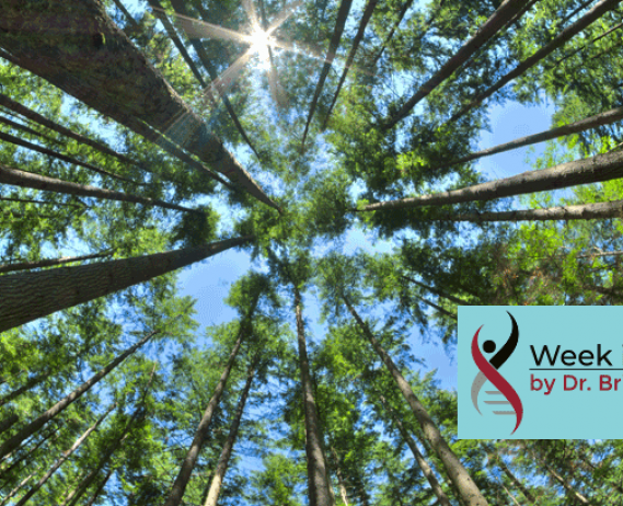 image of trees in a forest