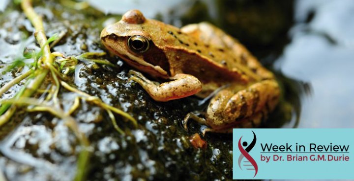 small brown frog