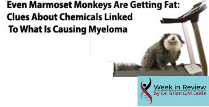 Even Marmoset Monkeys Are Getting Fat: Clues About Chemicals Linked To What Is Causing Myeloma text overlay on image of marmoset monkey on a treadmill