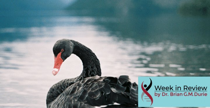 Black Swan on a lake with mountains in the distance
