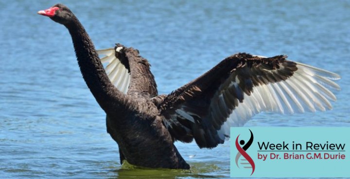 Black Swan taking flight off a lake