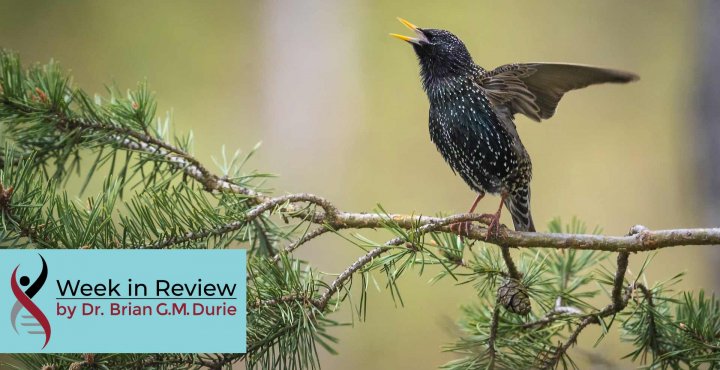 Black Starling Bird