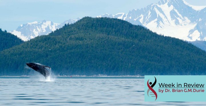 humpback whale breaching glacier bay, alaska