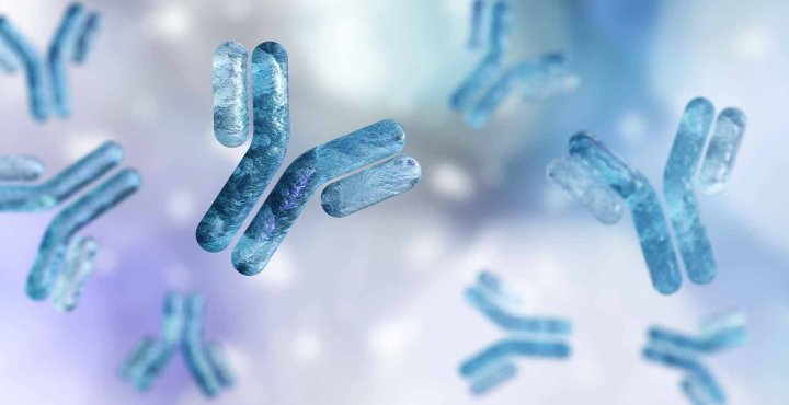 Closeup of bispecific antibody