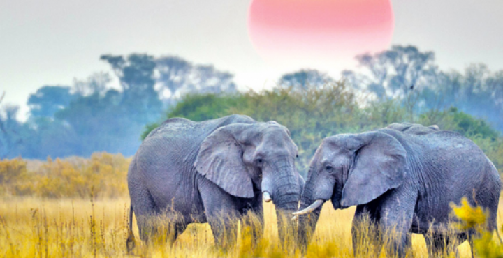 elephants in the wild
