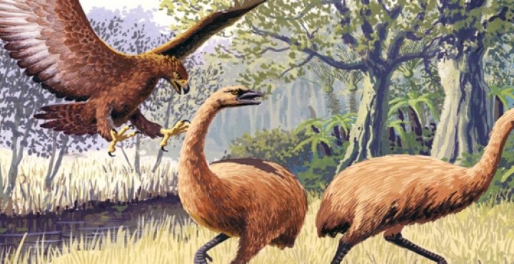 giant hass eagle and bush moa birds