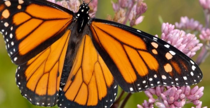 monarch butterflies
