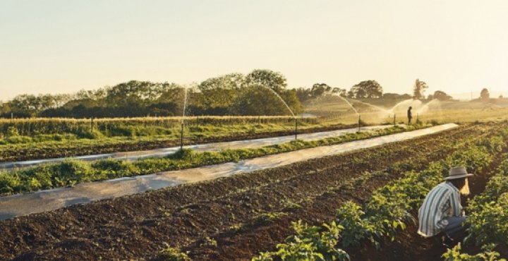 field of crops