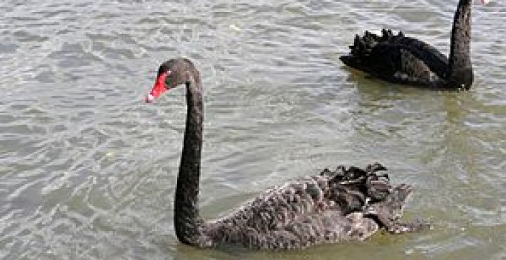 Two black swans on water