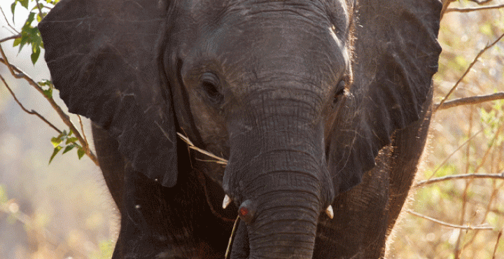 Elephant head facing forward