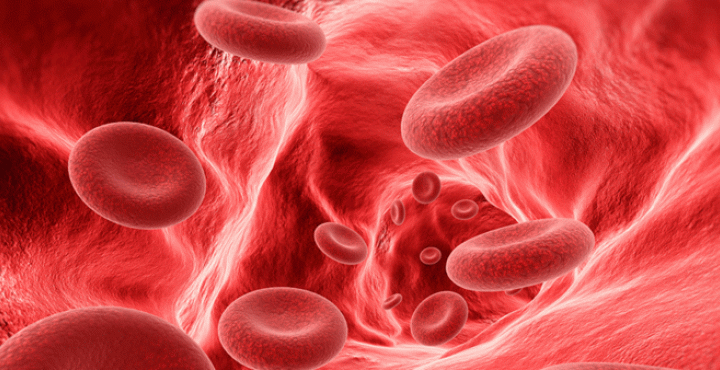 Red blood cells traveling in vein