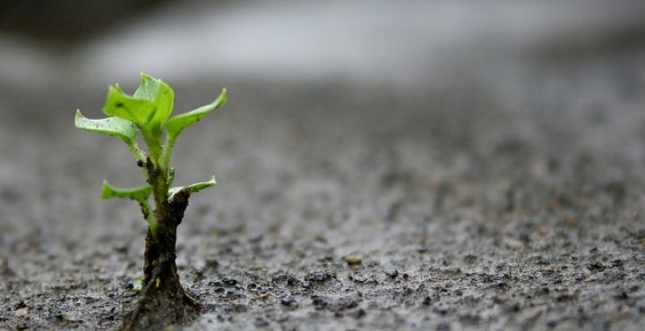 A Plant grows through a cement road