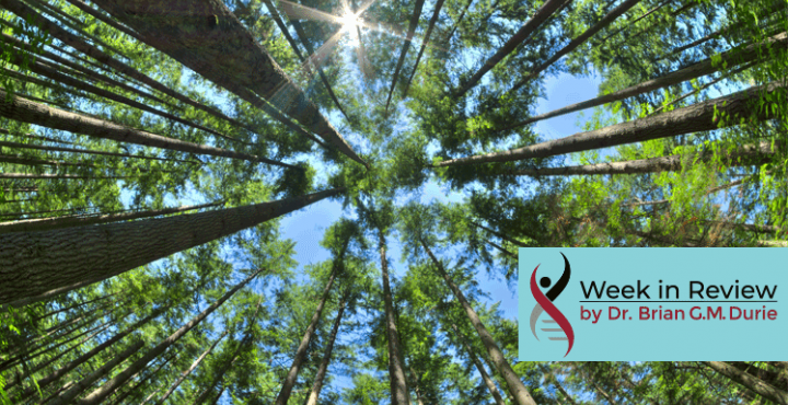 image of trees in a forest