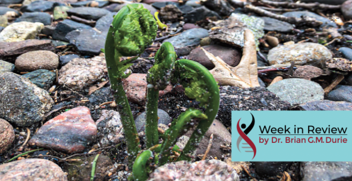 seedling sprouting in a stony creek bed