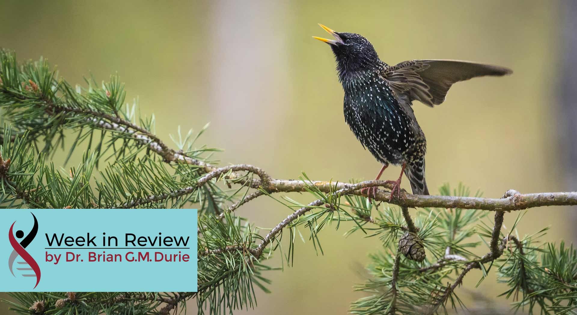 Black Starling Bird