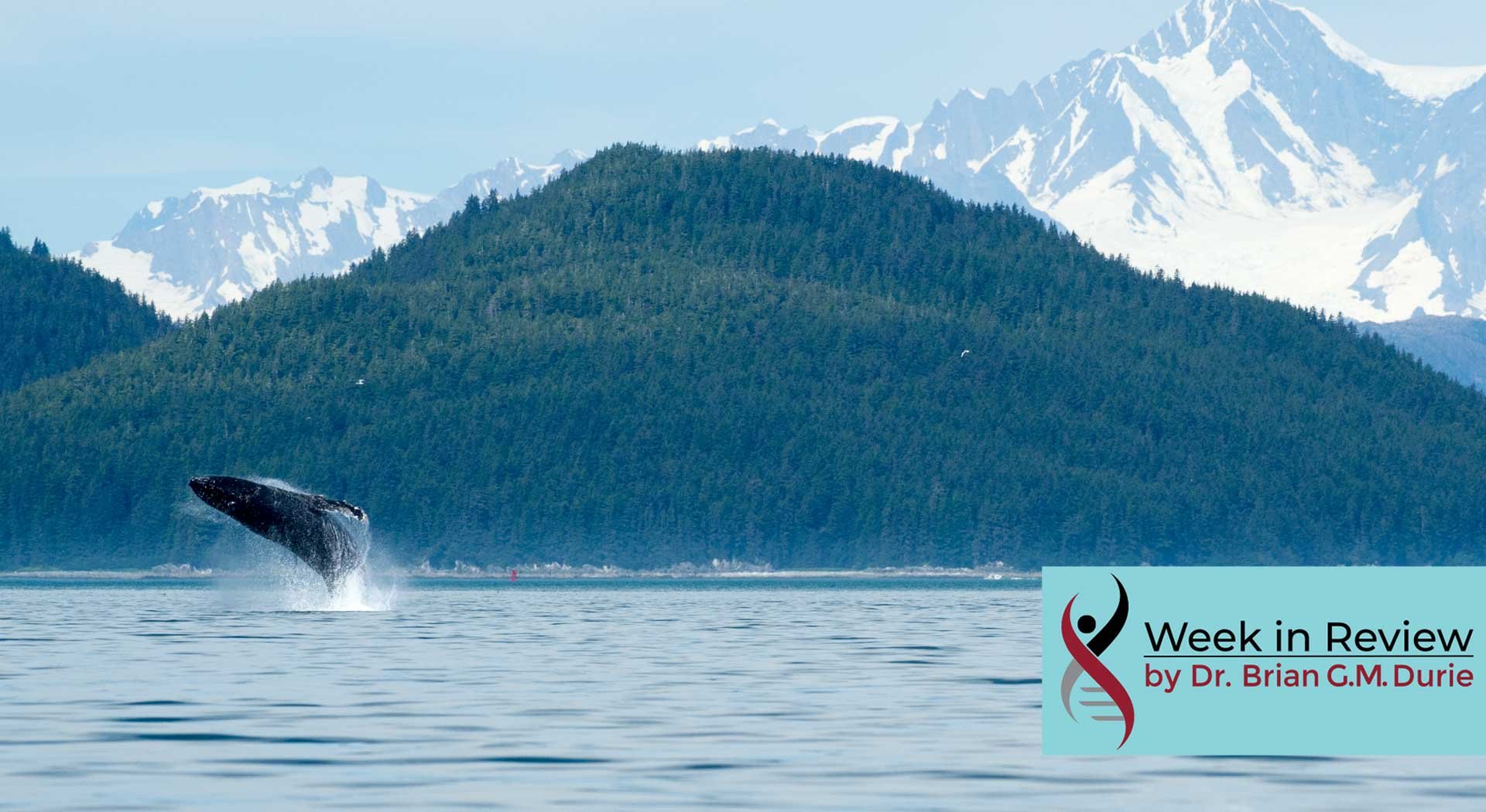 humpback whale breaching glacier bay, alaska