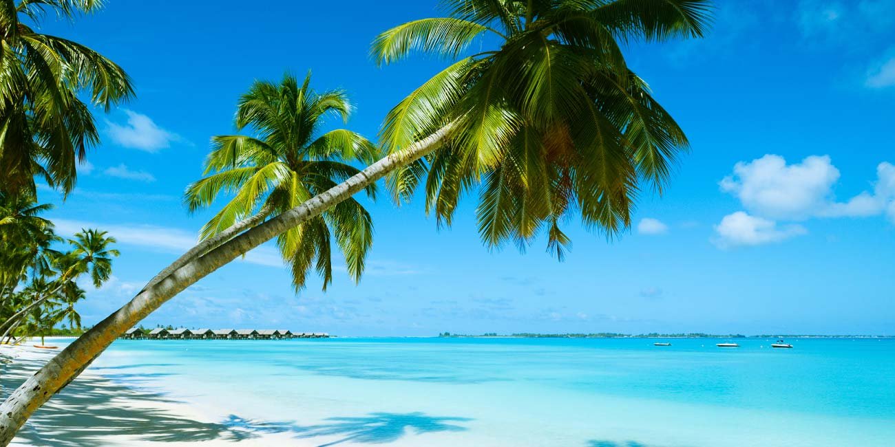 Hawaiian coastline beach with palm trees and sand