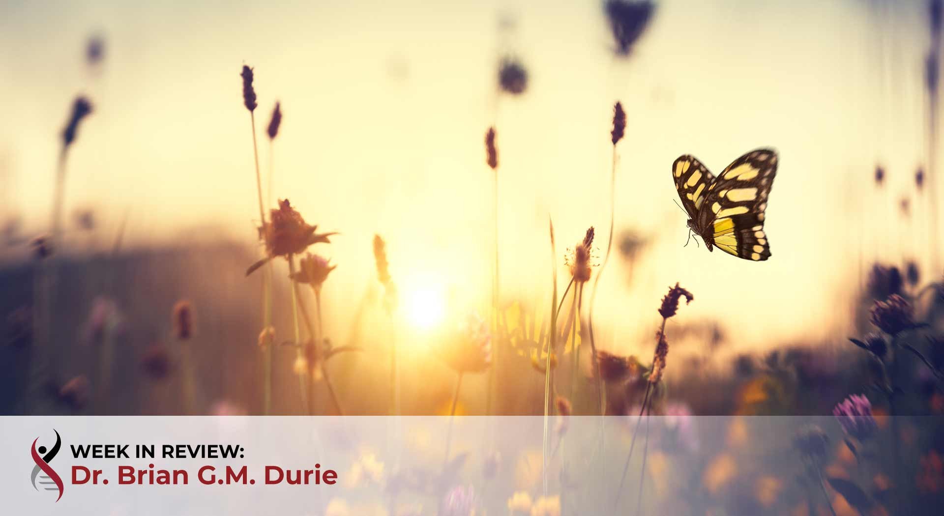 A butterfly floats over a field
