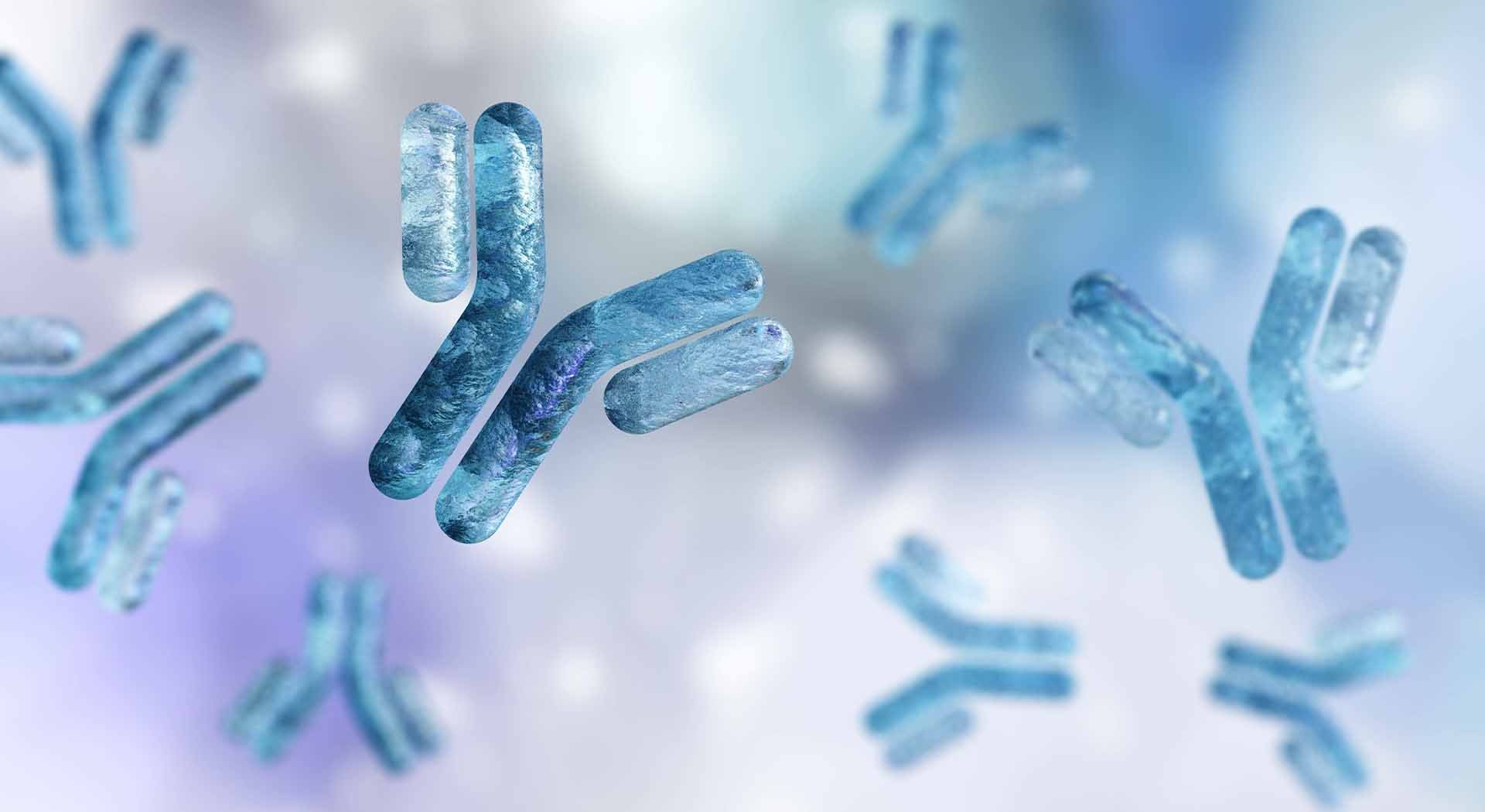 Closeup of bispecific antibody